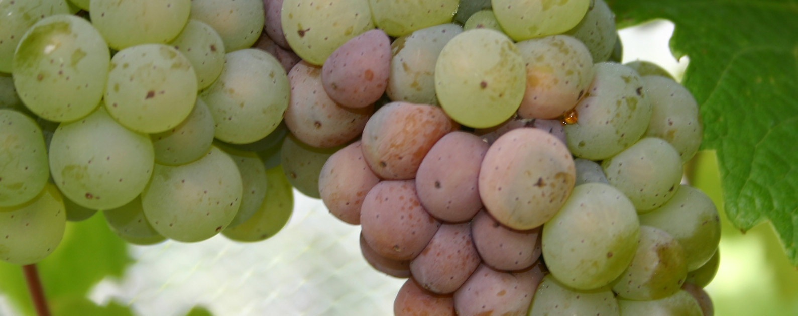 Working together: A model project to combat botrytis