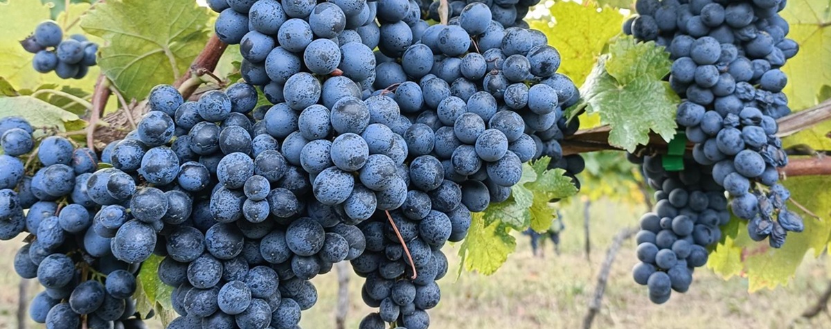 Does cluster thinning improve grape quality?