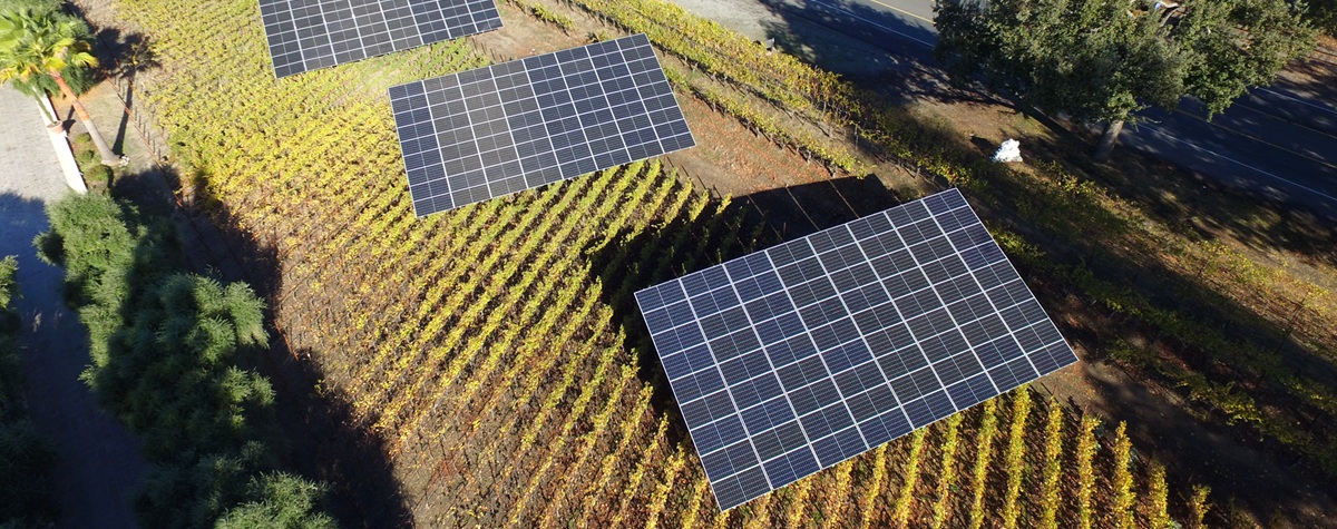 Planting solar panels in a vineyard