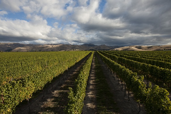 Ground-breaking Cloudy Bay wine leads the way - Cloudy Bay