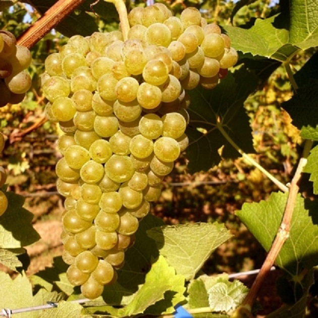 Bronner (grape variety)