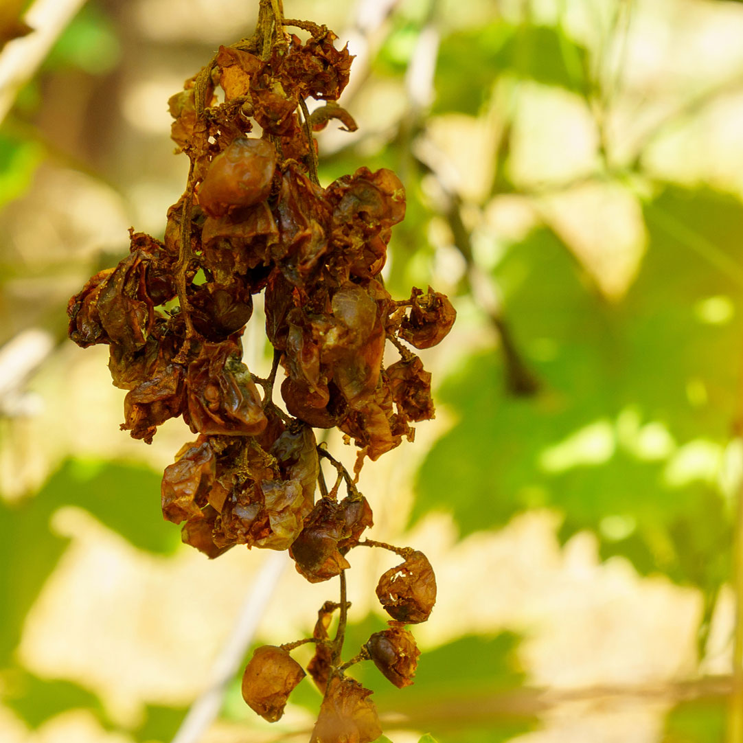 a-novel-way-to-help-plants-survive-drought