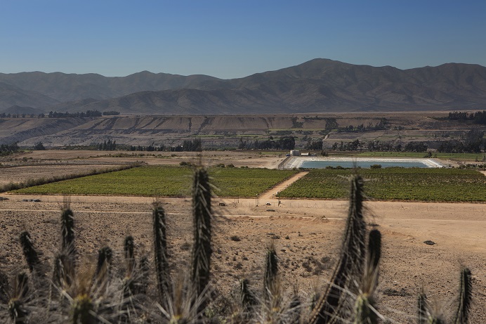 Ventisquero_Atacama_vineyard