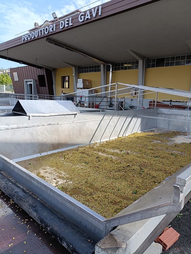 Gavi-ProduttoridelGavi-harvest