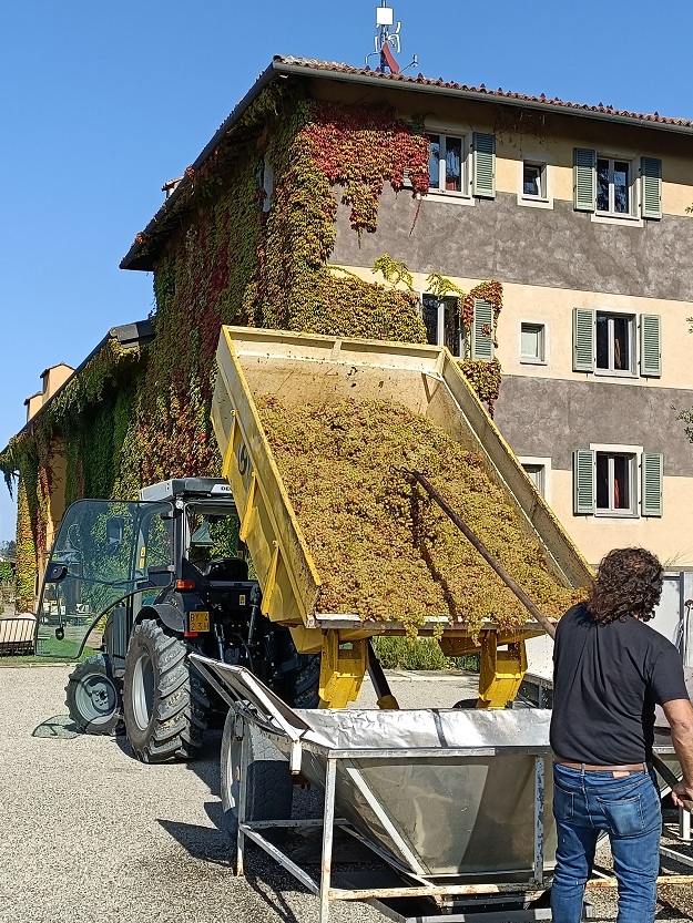 Gavi-VillaSparina-harvesting