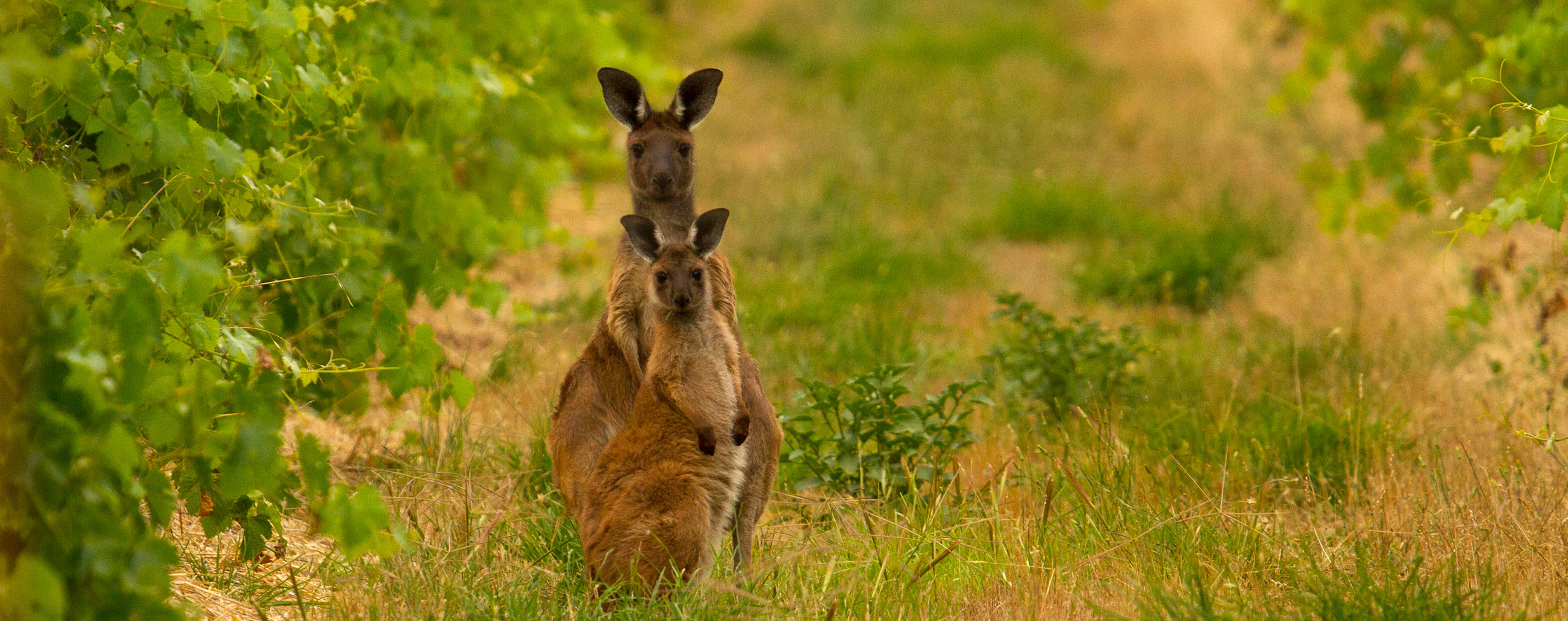 Your checklist for sustainable wine tourism