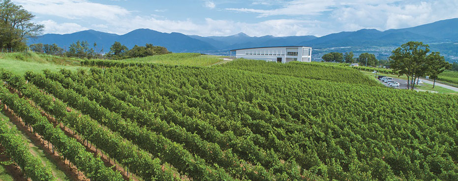 Best vineyard in Asia starts English tours