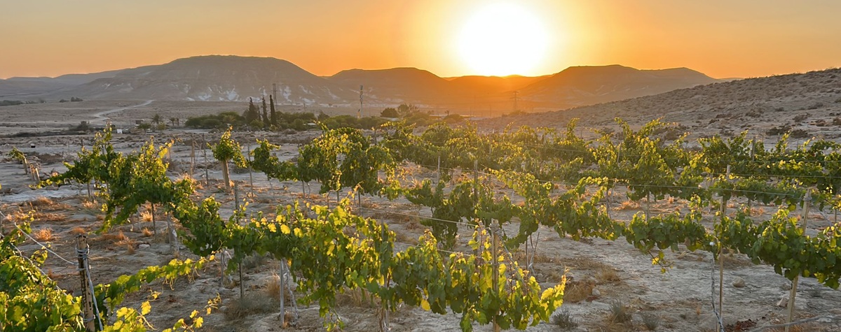 Lessons from ancient desert vineyards