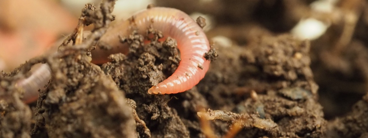 Simple way to check soil health