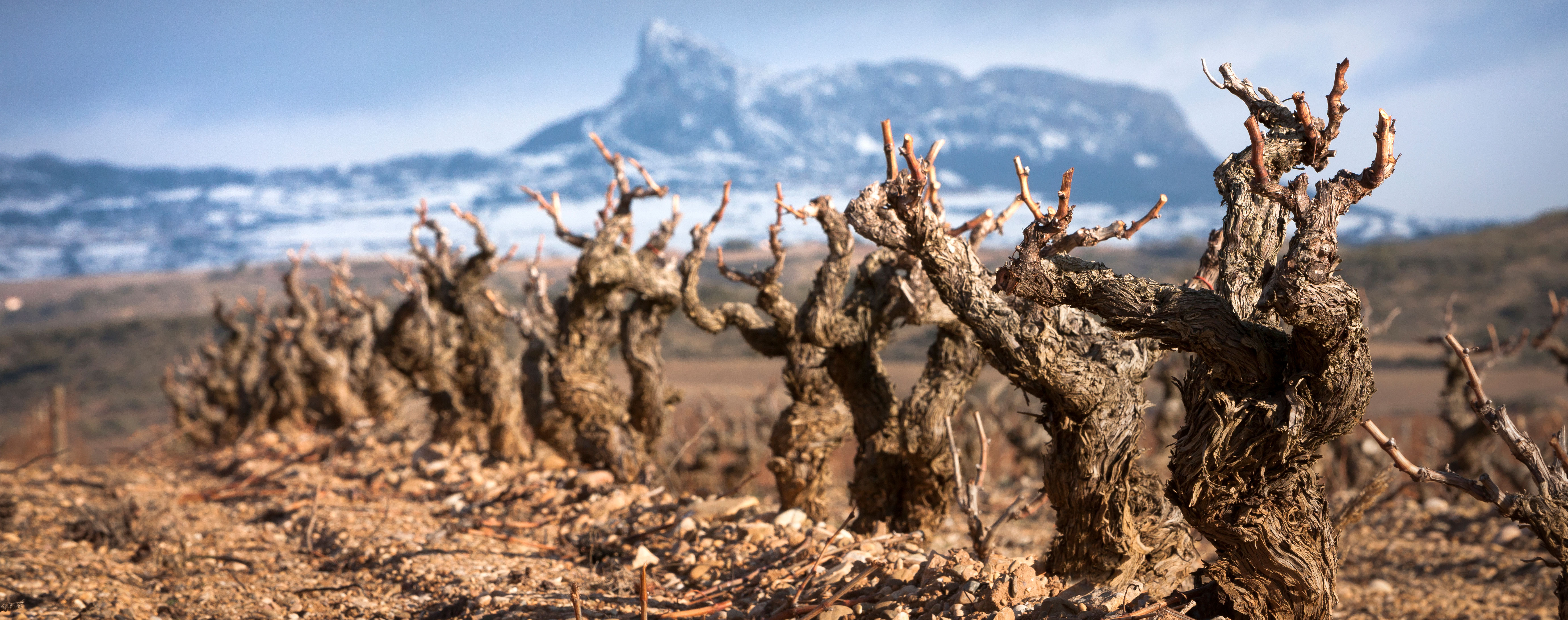 La crianza del vino ‘a medida’